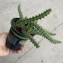 4” Blooming Stapelia