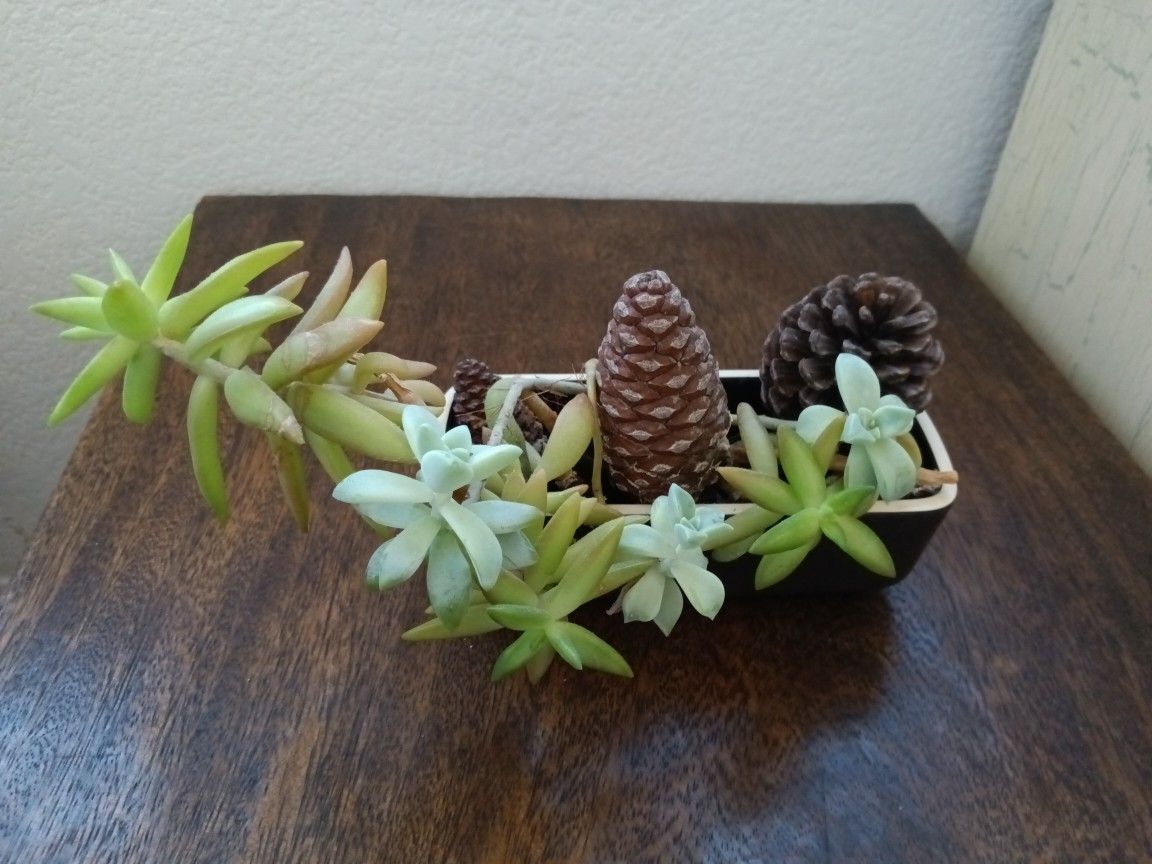 Plant Very Easy To Take Care Of