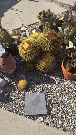 Golden Barrel  cactus