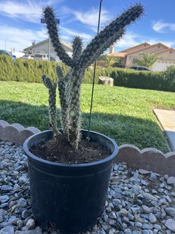 Cholla Cactus