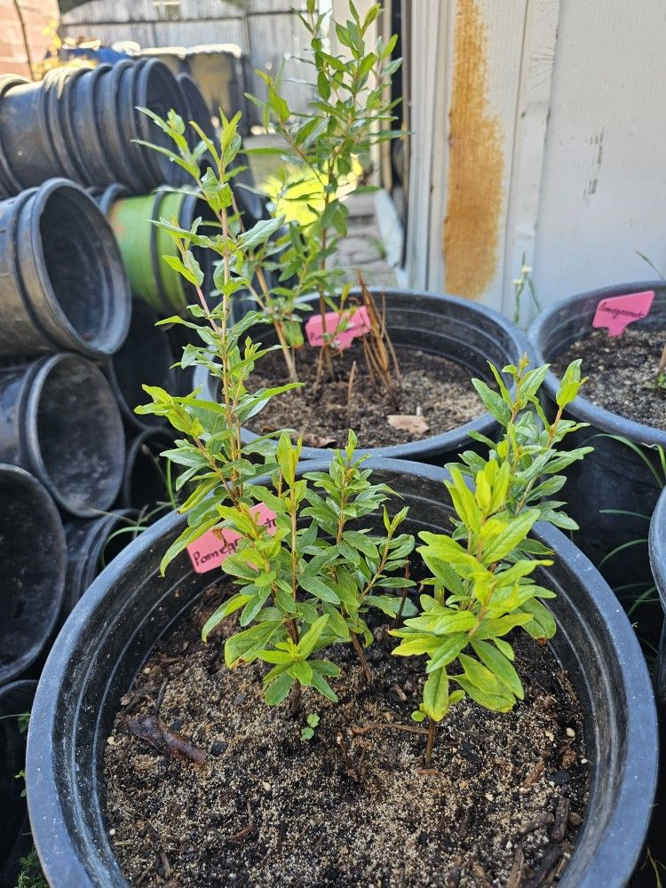Pomegranate Tree