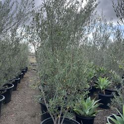 Olive Tree
