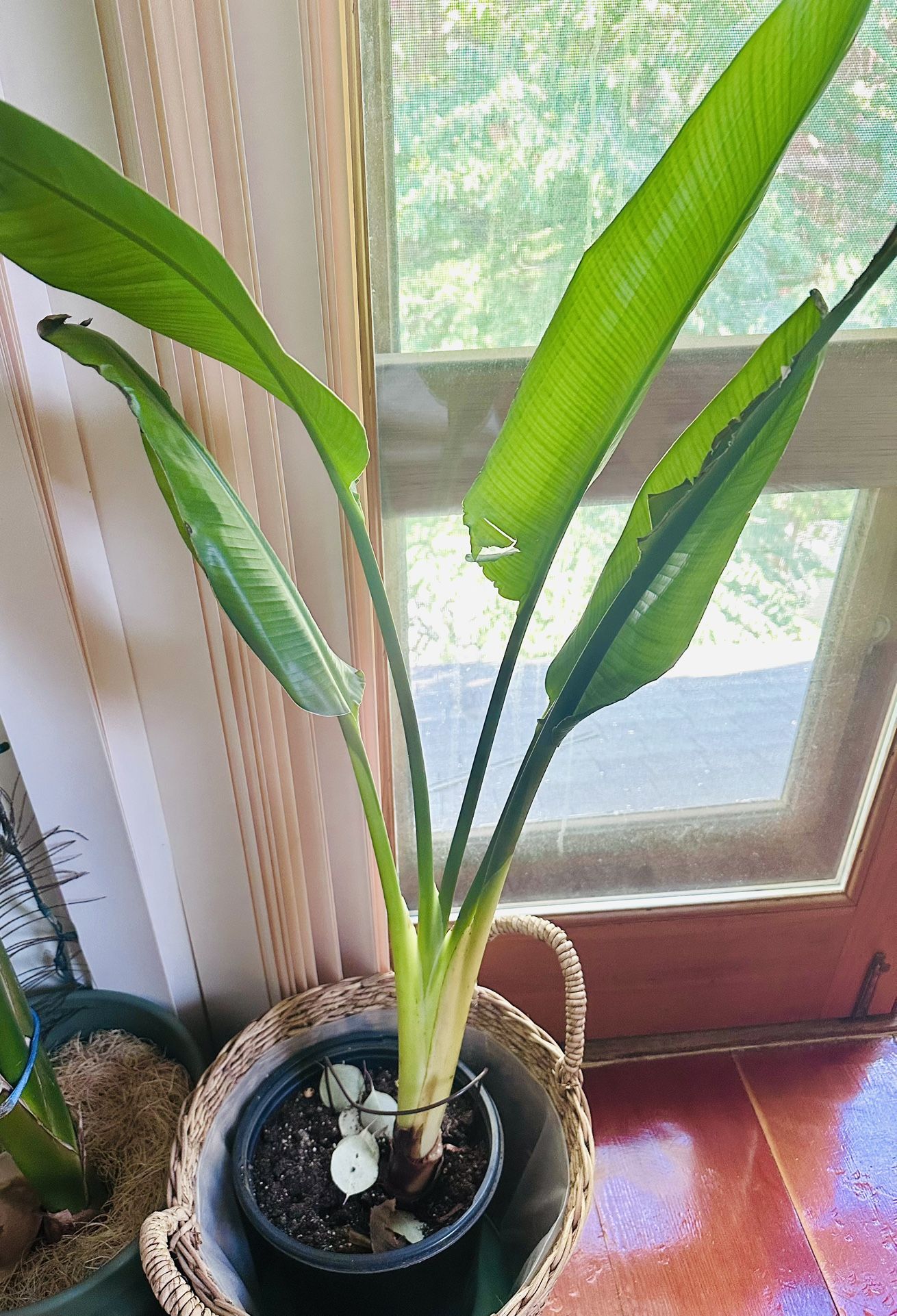 Bird Of Paradise 