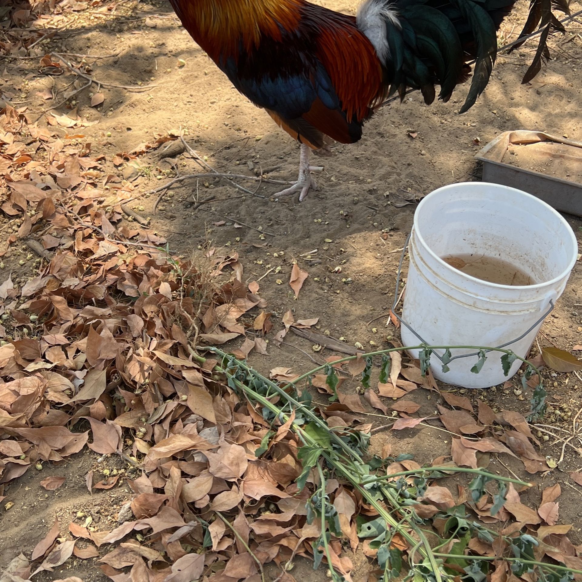Toyota Pick Up for Sale in Visalia, CA OfferUp