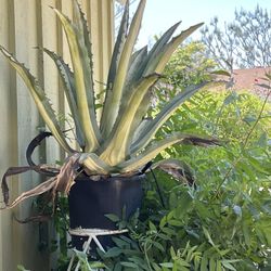 Large Mature Agave Americana plant