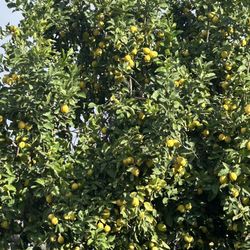 Lemons 🍋 $10 A Bag (dollar Tree Bag )