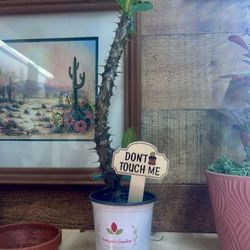 Ocotillo (Fouquieria splendens)