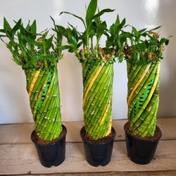 led indoor plant light LED Grow Lights for Indoor Plants, Grow Light Full Spectrum Auto ON/Off with 3/9/12H Timer, 9 Dimmable Brightness Clip On Plant Grow Light Bn-link main image 0