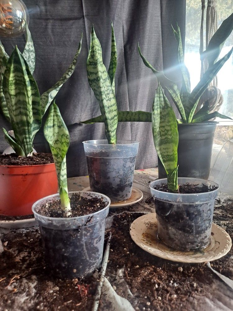 Baby Snake Plants(indoors) 