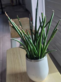 Sansevieria