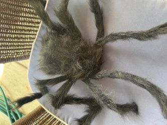 Hairy scary spider