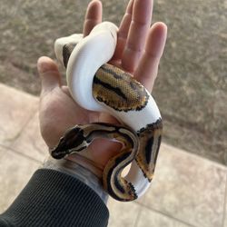 Toy Snake 