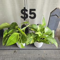 Pothos Plants