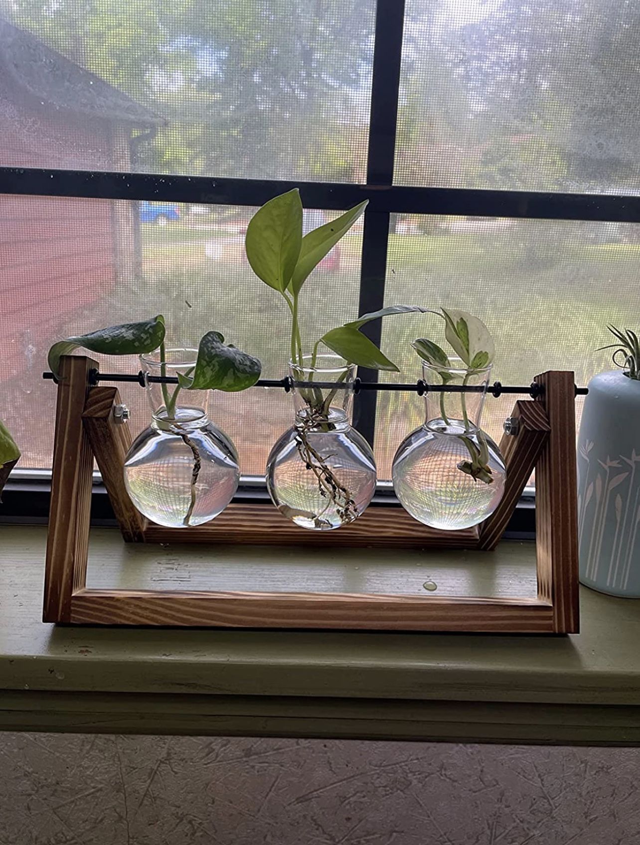 Plant Terrarium-3 Bulb Vase