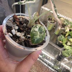 Alocasia Pink Black Velvet 