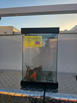 Heated small reptile tank