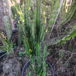 Good Luck Succulent Plant