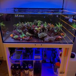 Aquarium Tank, Reef Fiji Cube 60 Gal