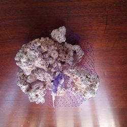 Fossil Coral