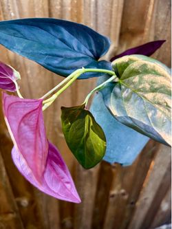 Red arrow Syngonium
