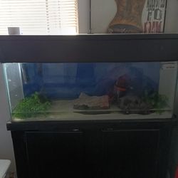 55 gallon tank with hood