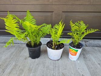 Perennial FERNS-seven total for $14 firm! Pick-up In Aurora.