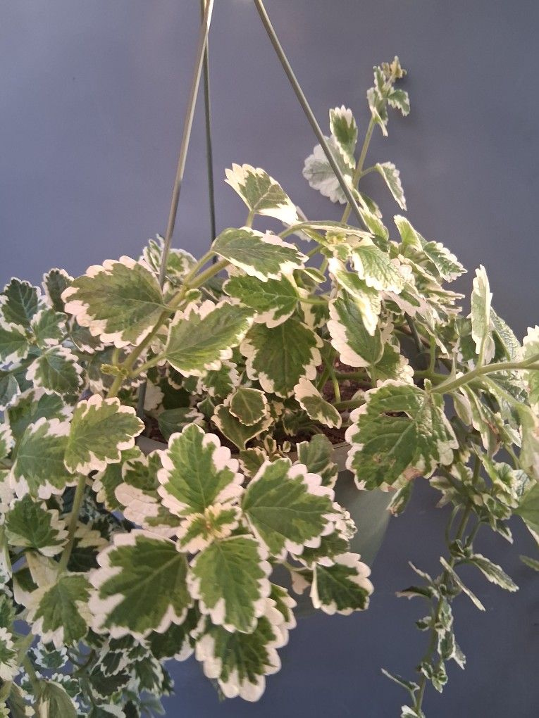 Swedish Ivy