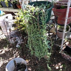 Plants Sale Many From 1.00 To 22.00