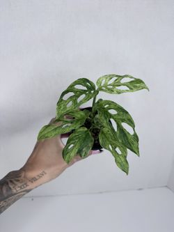 Monstera Adansonii Mottled Mint Plant