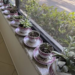 Succulents In Tea Cups 