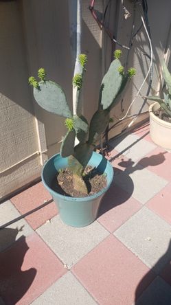 Cactus( Nopal)