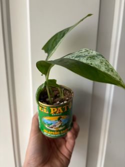 Epipremnum ‘Albo’