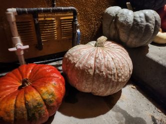 Free pumpkin plants & seedlings