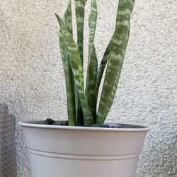 Snake Plant.