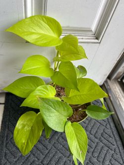 Planta