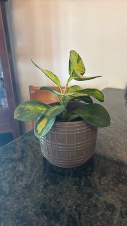 Plant - Hoya Australis Tricolor