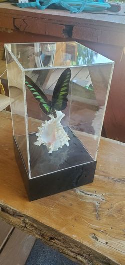 Butterfly box