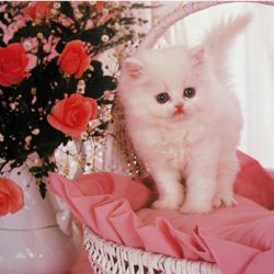 Framed Picture Kitty 10.00