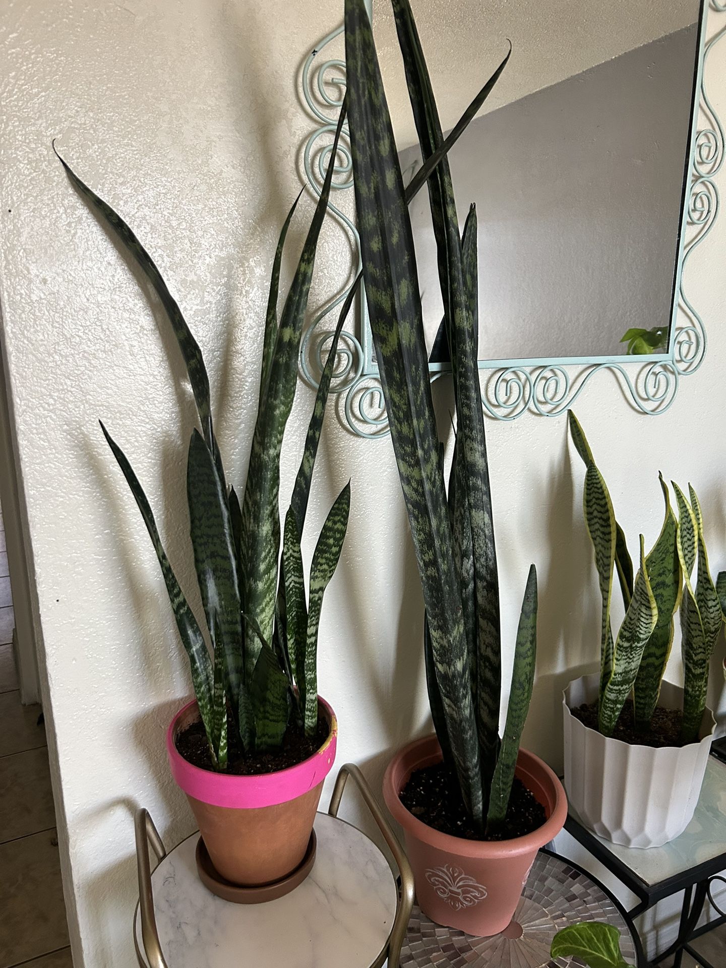 Plants For Sake 20 Each