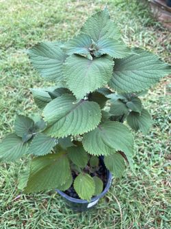 Shiso / Perilla Plant