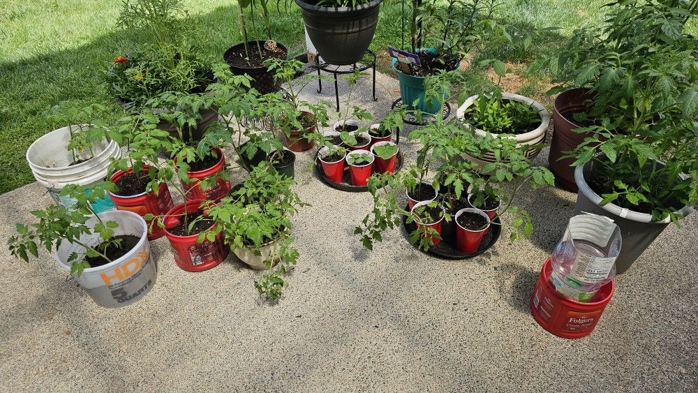 Tomato Plants