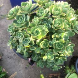 Na succulents