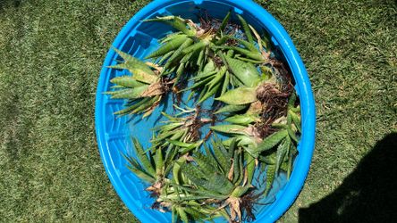 Free Aloe Vera
