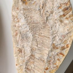 Fossil- Ray Finned Fish
