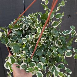 Creeping Ficus Repens Variegated Plant 6" Pot - Indoor House Plants 