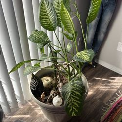 Large Dumb cane plant Dieffenbachia seguine (Jacq.) Schott