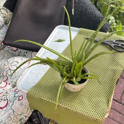 Aloe Vera Plant With Babys