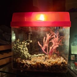 Small Fish Tank With Filter and Light $20 OBO 