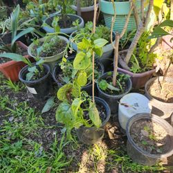 Malabar Vegetable Plant 