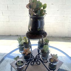 Nine Succulent Plants With Stand 